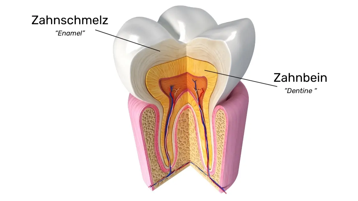 Natürlicher Zahnaufbau